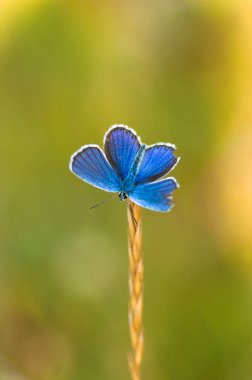 Mavi kelebek çiçek 