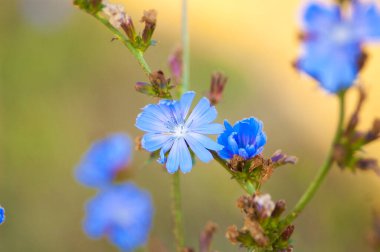 Bulanık doğa arka planında mavi çiçekler 