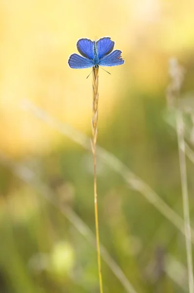 stock image close up of a blue flower with green leaves 