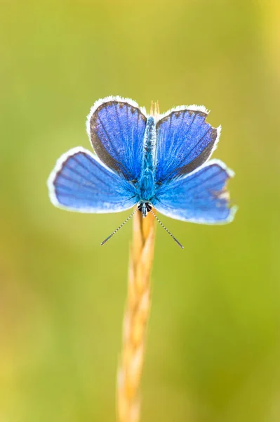 Ένα Επιλεκτικό Πλάνο Εστίασης Του Μπλε Πεταλούδα Κάθεται Ένα Φυτό — Φωτογραφία Αρχείου