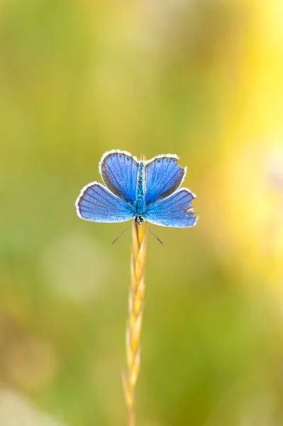 Μπλε Πεταλούδα Ένα Λουλούδι — Φωτογραφία Αρχείου