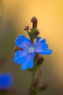 Güzel çiçeklerin manzarası, yaz konsepti. 