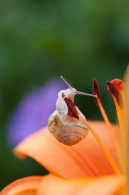 Bir çiçek üzerinde güzel salyangoz 