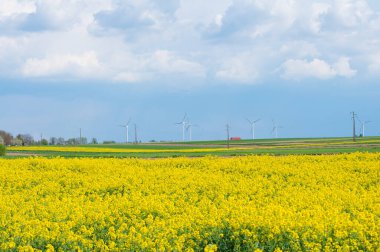 Sarı tecavüz sahası ve yeşil gökyüzü 