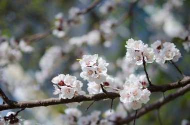 Baharda kiraz çiçeklerinin güzel çiçekleri 