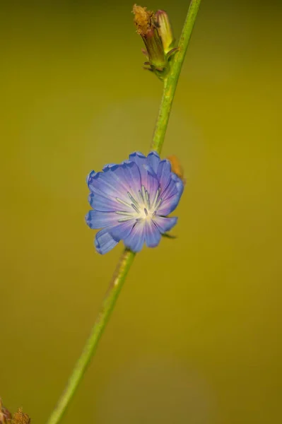 Красиві Квіти Фоні Вид Крупним Планом — стокове фото