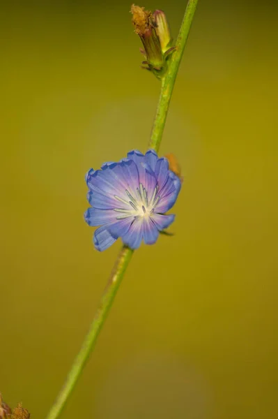 Hermosas Flores Fondo Vista Cercana — Foto de Stock