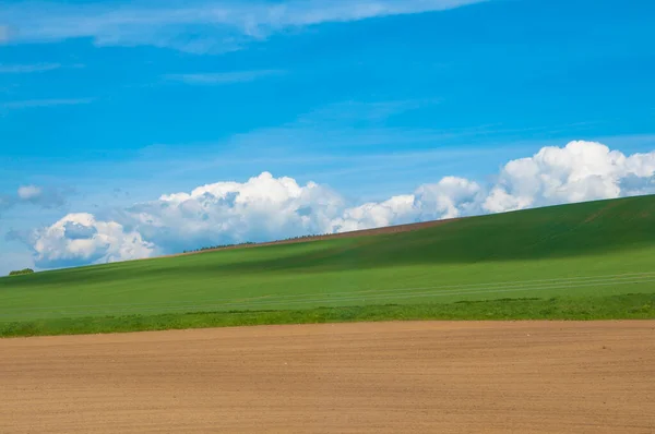 Χωράφι Πράσινο Σιτάρι Και Γαλάζιο Ουρανό Γεωργικό Τοπίο — Φωτογραφία Αρχείου