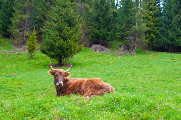 Yeşil Çayırlarda Otlayan Inek — Stok fotoğraf
