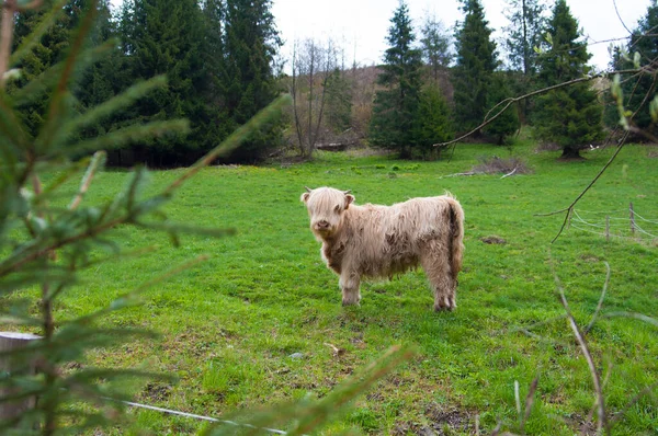 山の中の牛の放牧 — ストック写真