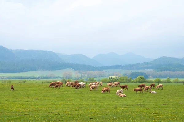 放牧草原に羊の群れ — ストック写真