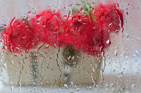 stock image beautiful bouquet of red tulips in water drops on window 