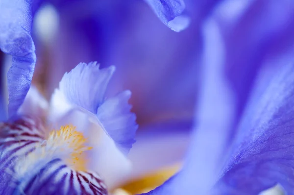 Piękny Niebieski Kwiat Tęczówki Wiosną — Zdjęcie stockowe