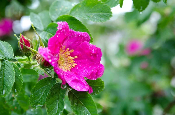 Różowa Róża Ogrodzie Letni — Zdjęcie stockowe