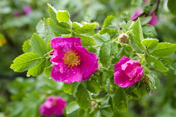 Hermosas Flores Del Rosal Verano —  Fotos de Stock