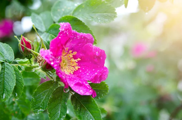 stock image beautiful red flower in the garden 