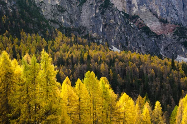 Podzimní Les Hory — Stock fotografie
