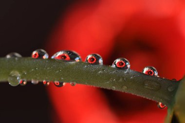 Güzel botanik fotoğrafı, doğal duvar kağıdı. 
