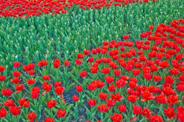 Bahçedeki kırmızı laleler 