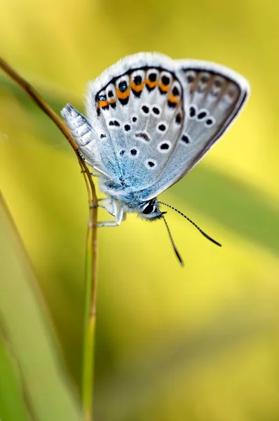 Közeli Kilátás Gyönyörű Pillangó Természetes Háttér — Stock Fotó