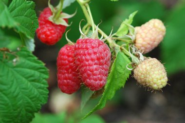 Bahçede ahududu. Olgun ahududu. olgun ahududu 