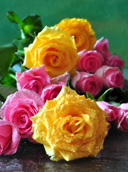 黄色背景上美丽的黄色和粉色玫瑰的特写 — 图库照片