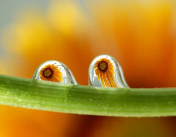 Красива Квітка Квітковий Фон — стокове фото