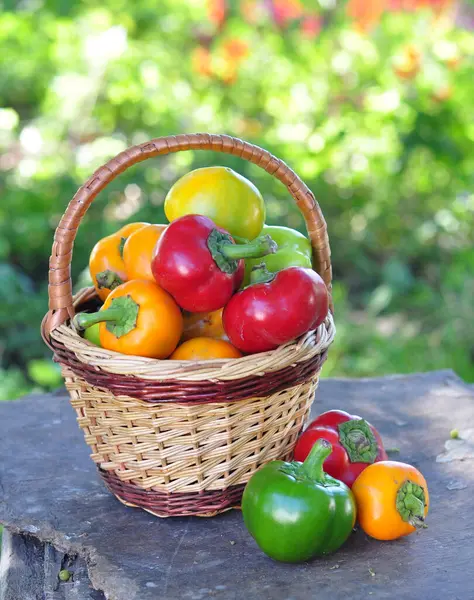 Fresh Vegetables Tomatoes Peppers Wooden Basket — Stock Photo, Image