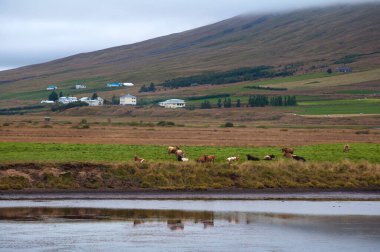 İzlanda İnekleriyle İzlanda manzarası 