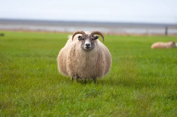 羊の群れが — ストック写真