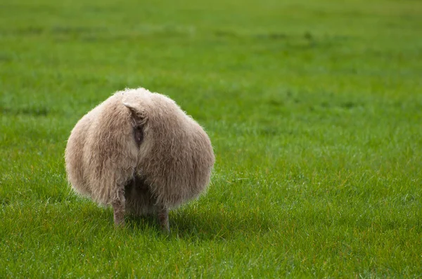 緑の牧草地に羊が — ストック写真