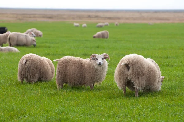 羊和羊群在草地上吃草 — 图库照片