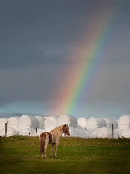 虹の牧草地で牛を飼い — ストック写真