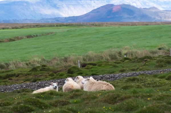 フェロー諸島の羊 — ストック写真