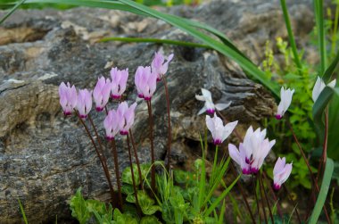 Güneşli yaz gününde bahçede yetişen güzel çiçekler. 