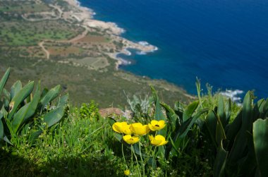 Güzel bahar çiçekleri ve mavi gökyüzü 