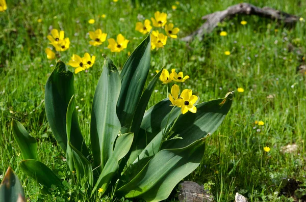 Narcisos Amarillos Jardín Primavera — Foto de Stock