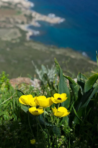 Цветы Скалах Море — стоковое фото