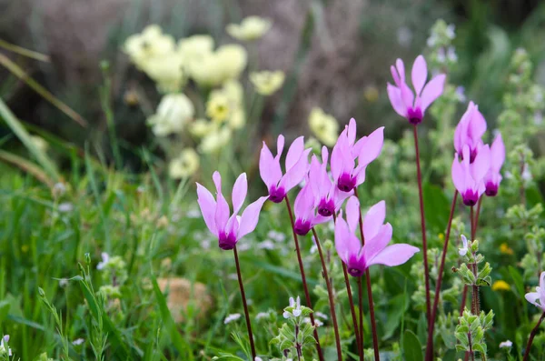 Фіолетові Квіти Зеленому Тлі — стокове фото