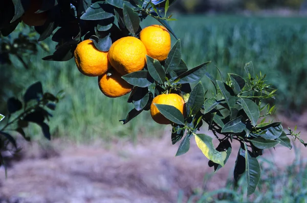 Fruits Orange Mûrs Sur Une Branche Dans Jardin — Photo