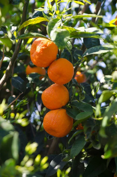 Oranges Orange Mûres Sur Une Branche Dans Jardin — Photo