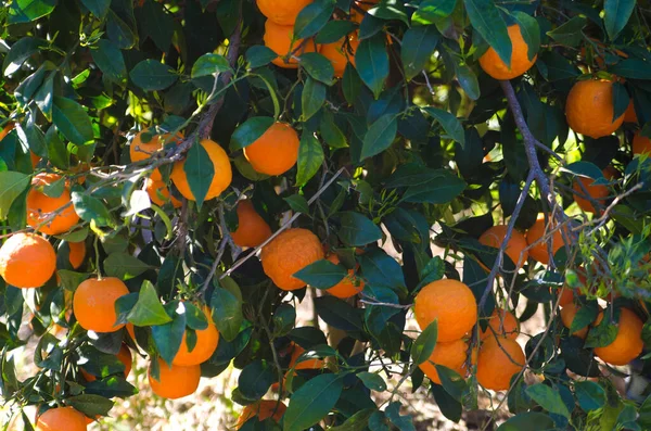 Oranges Suspendues Arbre Dans Jardin — Photo