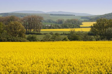 Sarı çiçekli kolza tohumu tarlası 