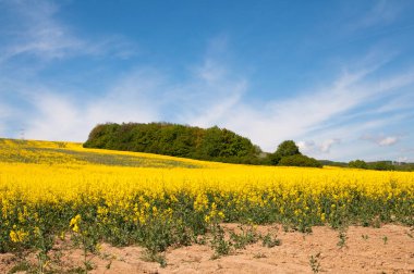 güzel sarı tohum tarlası mavi gökyüzü ve bulutlarla 