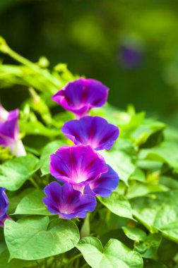 Bahçedeki güzel pembe çiçek 