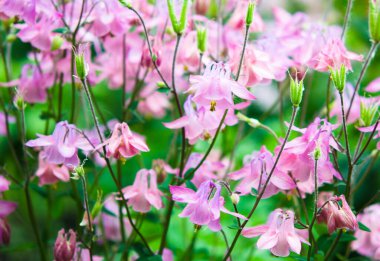 Bahçedeki güzel pembe çiçekler 