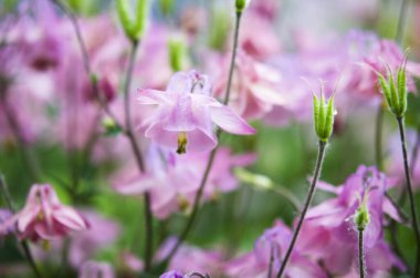 Bahçedeki güzel pembe çiçekler 