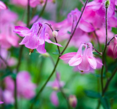 Yaz bahçesinde açan pembe çiçekler 