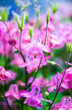 Bahçedeki güzel çiçekler 