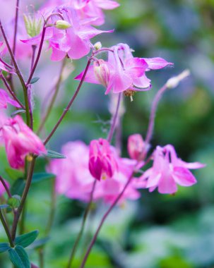 Bahçedeki güzel çiçekler 